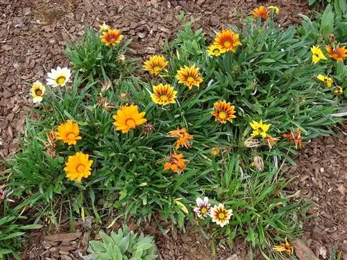 Gazania rigens - обычное растение