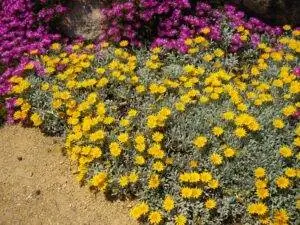 Gazania nivea маленькая