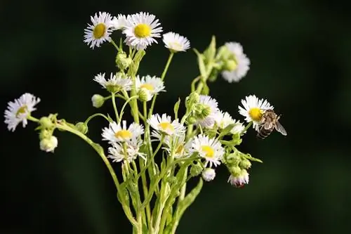 Эригерон: Забота