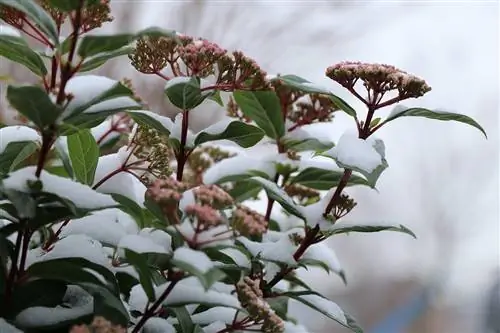 Дурильо - очень устойчивое растение.