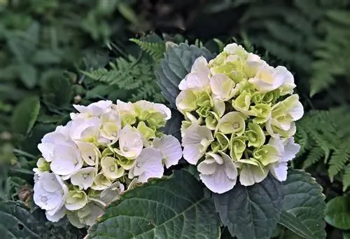 полив гортензии