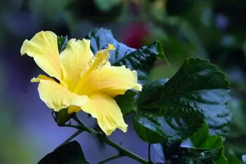 Гибискус зимой не обрезают