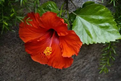 Как ухаживать за гибискусом зимой?