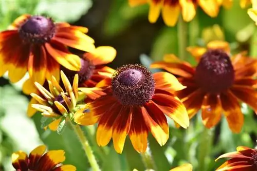 Как вырастить эхинацею