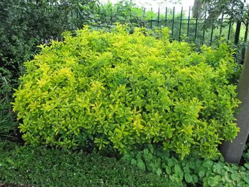 Эоним - небольшой кустарник