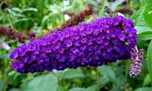 Buddleja davidii - кустарник с красивыми цветами.