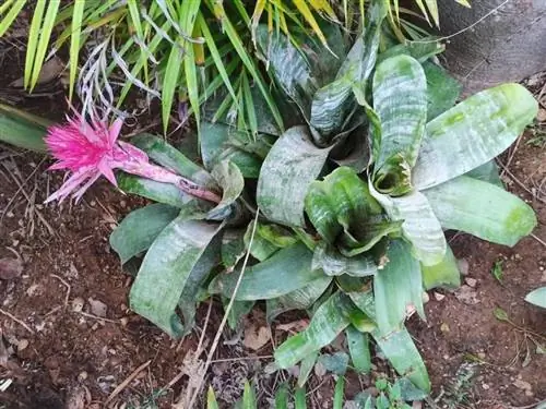 Aechmea fasciata - тропическая бромелиевая.