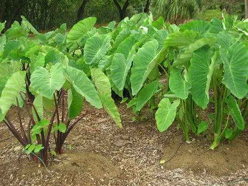 Colocasia esculenta - тропическое растение.