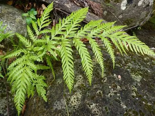 Pteris berteroana - папоротник