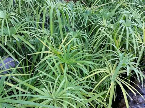 Cyperus alternifolius - растение влажного климата.