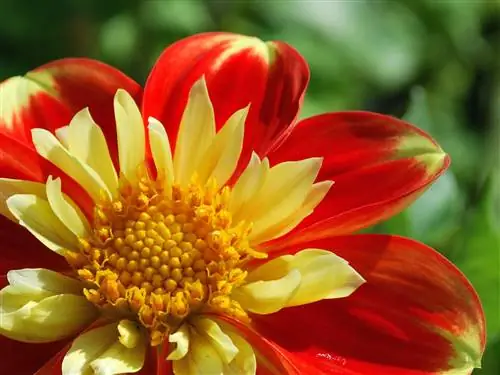 Dahlia pinnata - цветок мексиканского происхождения.