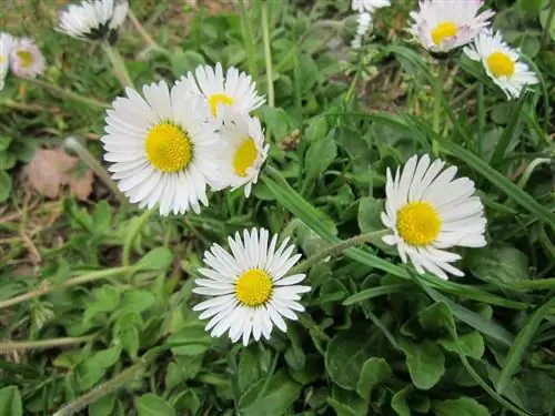 Bellis perennis - растение континентального климата.