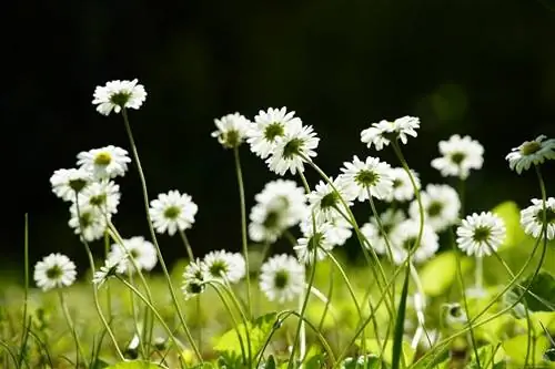 Bellis perennis - травянистое растение.