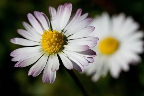 Маргаритка луговая (Bellis perennis)