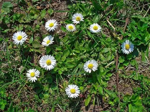 Bellis perennis - трава
