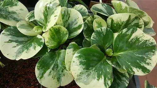 Пеперомия (Peperomia obtusifolia)