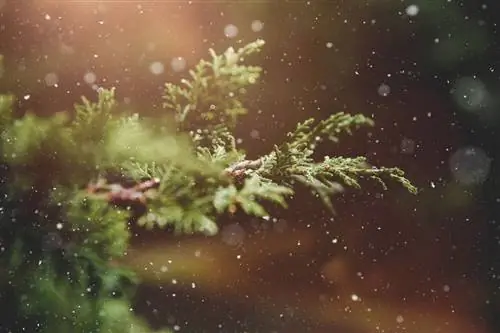 Как ухаживать за уличными растениями зимой