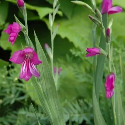 Gladiolus imbricatus - это луковичное растение.