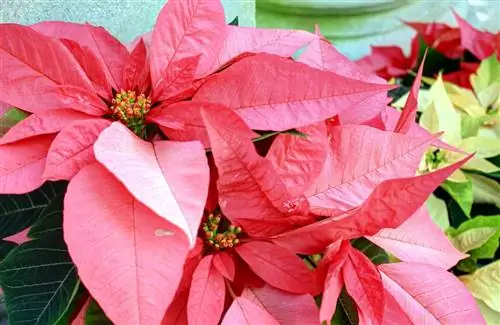 Euphorbia pulcherrima - тропический кустарник.