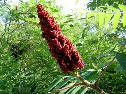 Плоды Rhus coriaria красные.