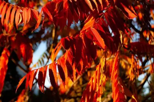 Rhus coriaria осенью краснеет
