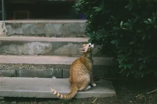 ядовитые растения для кошек