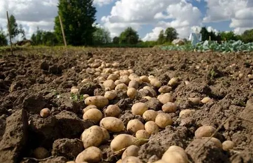 урожай картофеля