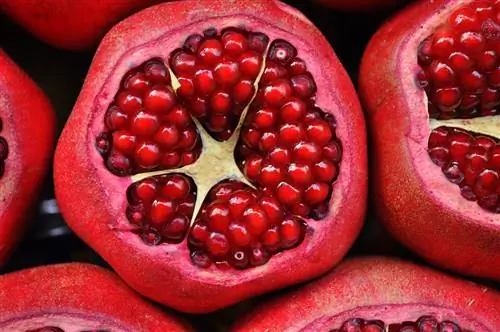 Семена необходимы для размножения многих растений.