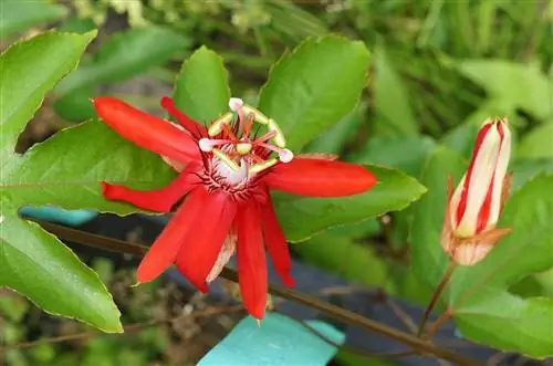 Passiflora vitifolia - многолетняя лиана.