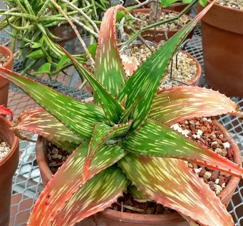 Aloe somaliensis - разновидность алоэ