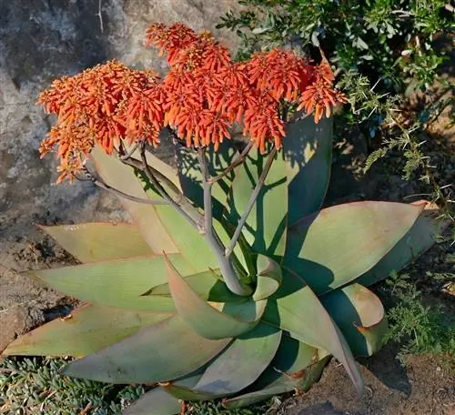Aloe striata - суккулент с красным цветком.