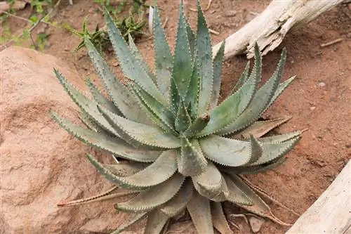 Aloe aculeata - разновидность древовидного алоэ.