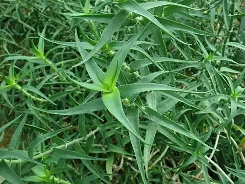 Aloe ciliaris - лазающий алоэ.