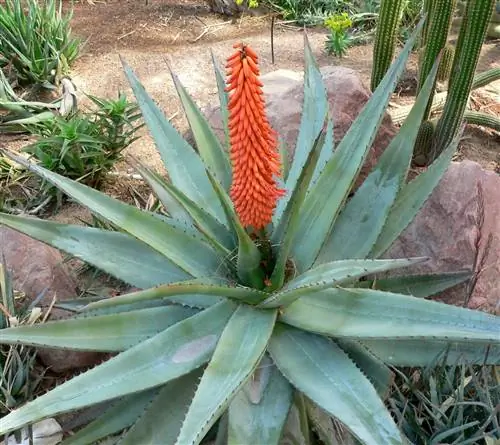 Aloe ferox - алоэ с красными цветками.