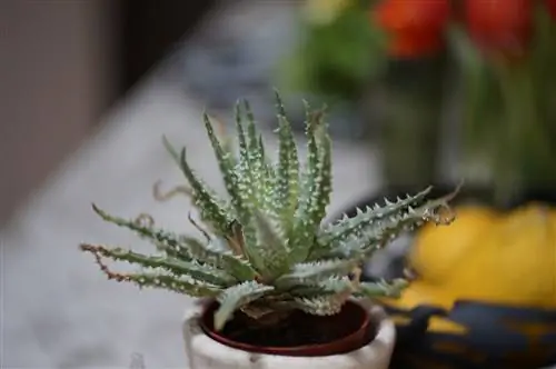 Aloe humilis растет группами