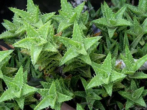 Aloe juvenna - это разновидность мелкого алоэ.