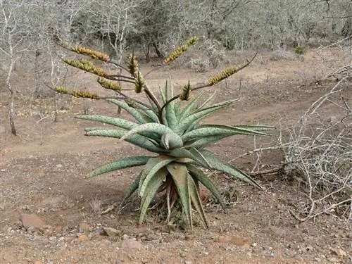 Aloe marlothii - древовидное алоэ.