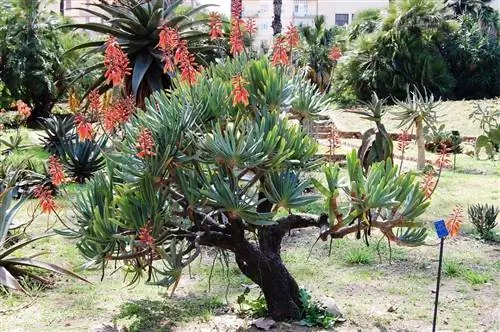 Aloe plicatilis - древовидное алоэ.