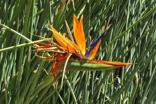 Цветок Strelitzia juncea оранжевый.