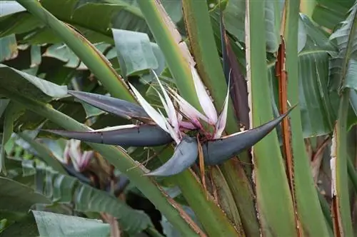 У Strelitzia nicolai белые цветки.