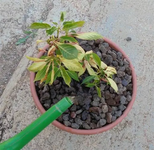 irrigate_poinsettia