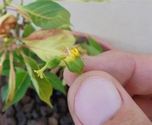 remove_flowers_poinsettia