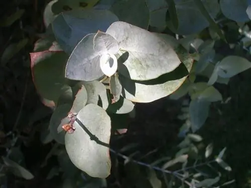 Характеристики Eucalyptus cinerea