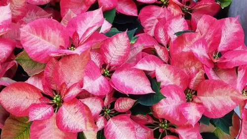 Euphorbia pulcherrima - растение, чувствительное к морозам.
