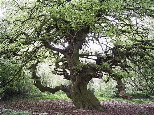 Tortuosa Fagus sylvatica - листопадное дерево.