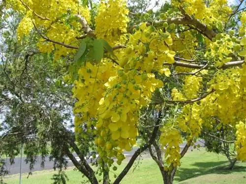 Кассия фистула
