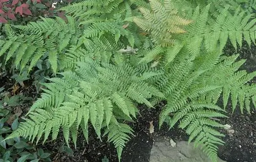 Dryopteris erythrosora хорошо переносит горный климат.