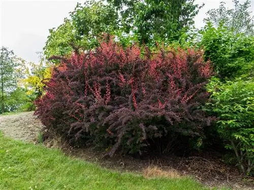 Berberis thunbergii 'Atropurpurea' - морозостойкий кустарник.