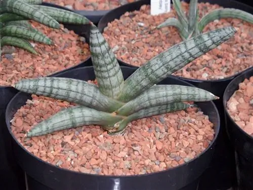Sansevieria cylindrica имеет зеленовато-зеленые листья.