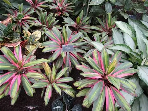 Cordyline Kiwi нуждается в большом количестве света в помещении.